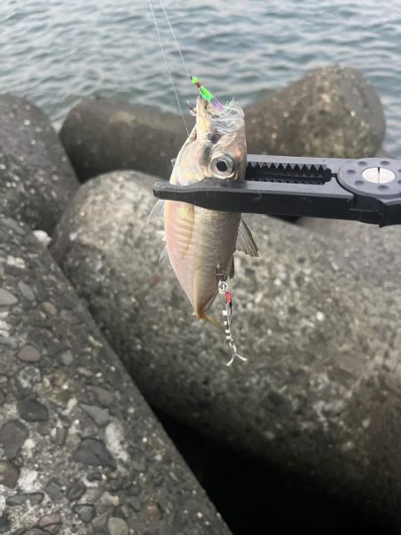 恐るべしジグサビキ