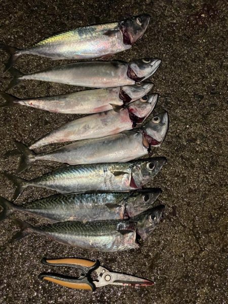 雨上がりの大サバ 爆釣