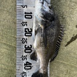 イチノ兄弟、釣果!