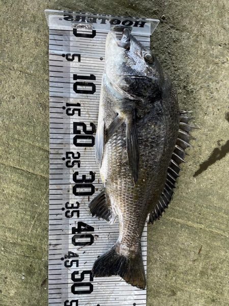 イチノ兄弟、釣果！