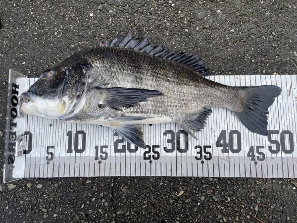 イチノ兄弟、釣果！