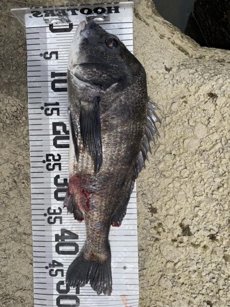 イチノ兄弟、釣果！