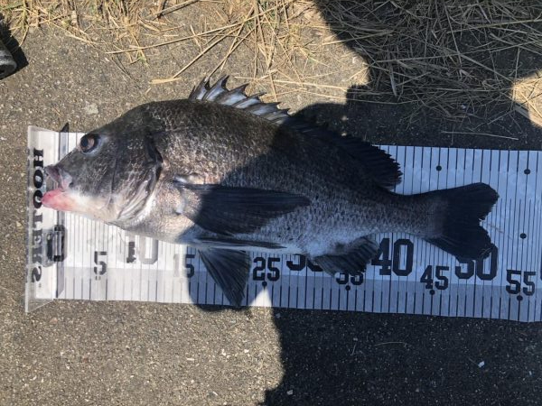 イチノ兄弟、釣果!