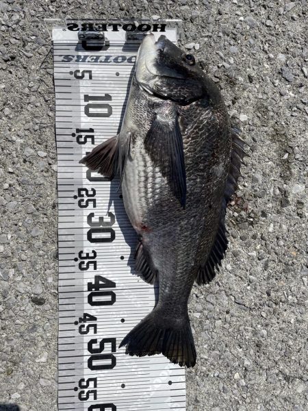 イチノ兄弟、釣果！