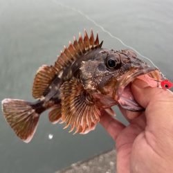 雨のちガッシー時々セイゴ