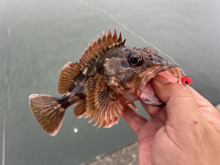 雨のちガッシー時々セイゴ