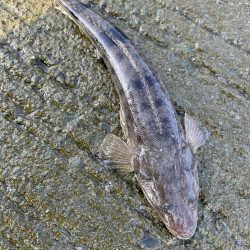 小マゴチのちミニオオモン