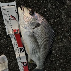 キビレリベンジ!