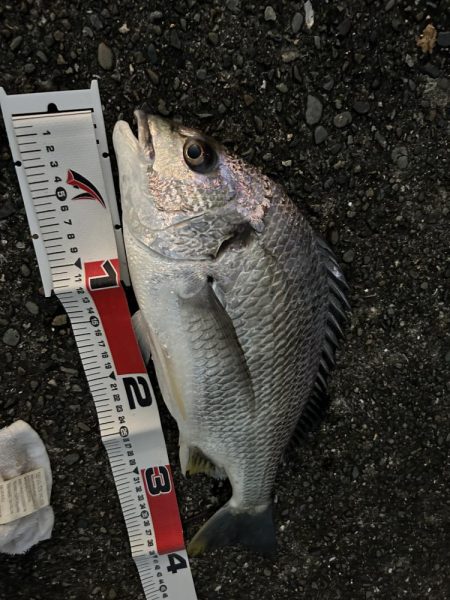 キビレリベンジ！