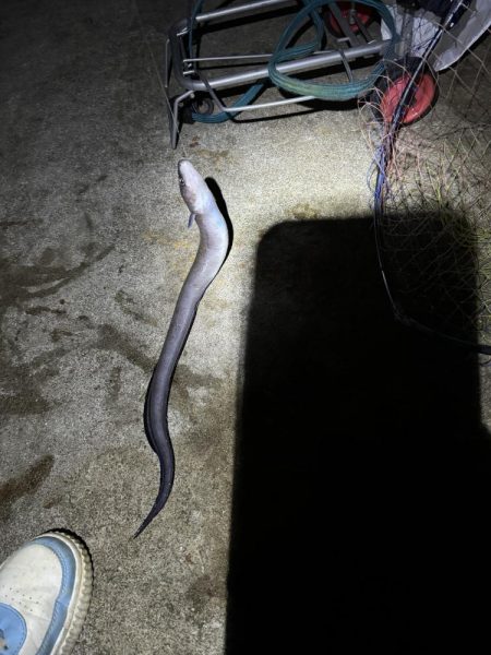 ヒラメを求めて…