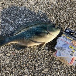 大サバとグレ狙い