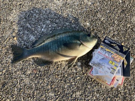 大サバとグレ狙い