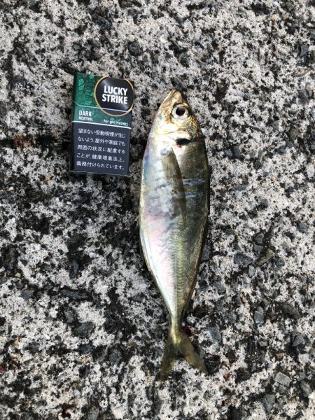 暑すぎアジング