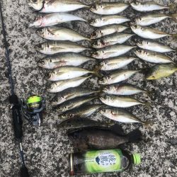 朝マズメだけ〜