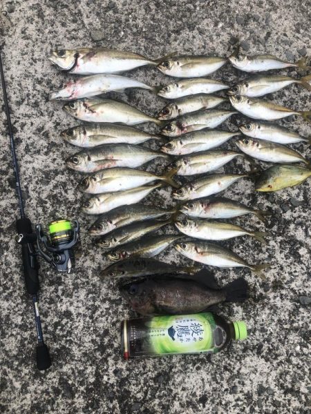 朝マズメだけ〜