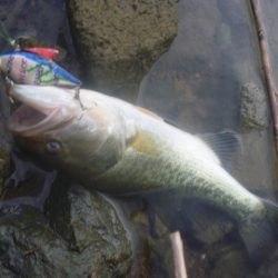 そよ風バス釣り