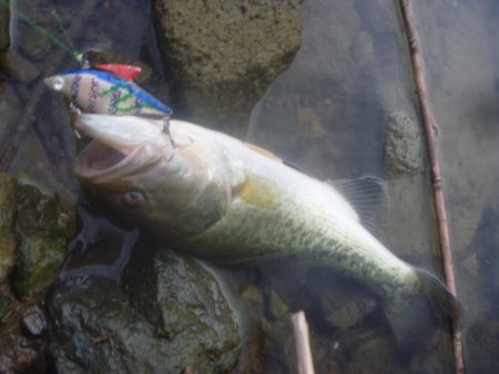 そよ風バス釣り