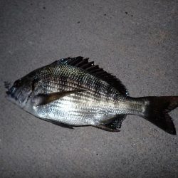 チヌのサイズが…