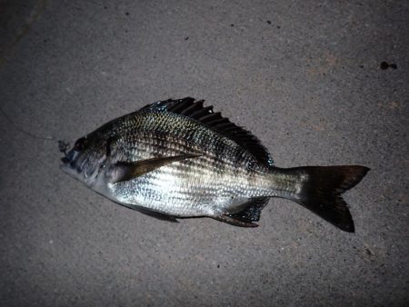 チヌのサイズが…