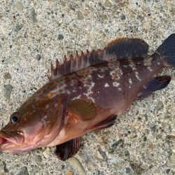 【タコフィネス】アコウ２＋ ガシラ複数 ＋ タコ７