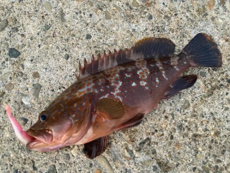 【タコフィネス】アコウ２＋ ガシラ複数 ＋ タコ７