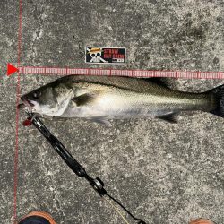 やっぱりボトムのネチりが正義！