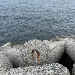 今季初タコ釣行渋め