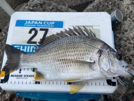 シロギスタキビレスタ