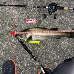 初めてちゃんとスネコンで釣れたっ！しかも150S!