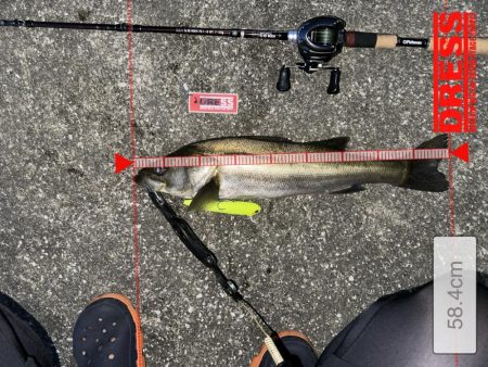 初めてちゃんとスネコンで釣れたっ！しかも150S!