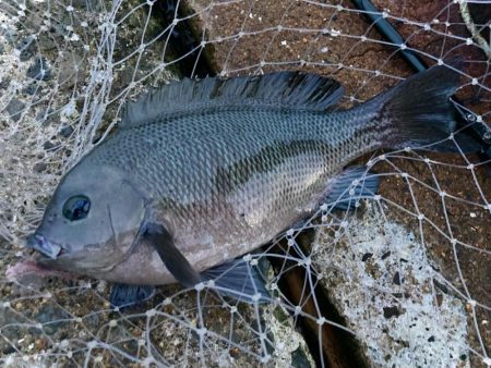 エサ釣りは癒しにゃ！