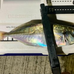 なんとかギリギリ中サイズ🐟