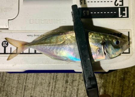 なんとかギリギリ中サイズ🐟