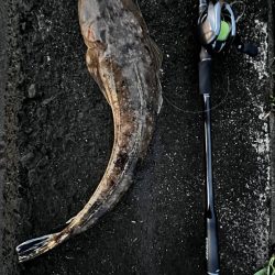 水温高い日はマゴチ率高い？