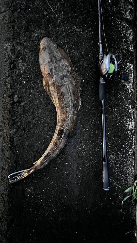 水温高い日はマゴチ率高い？