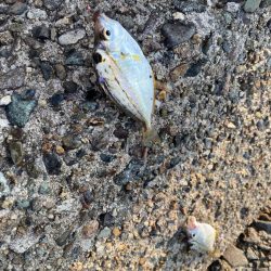 キス釣り　今年はアタリ年‼️