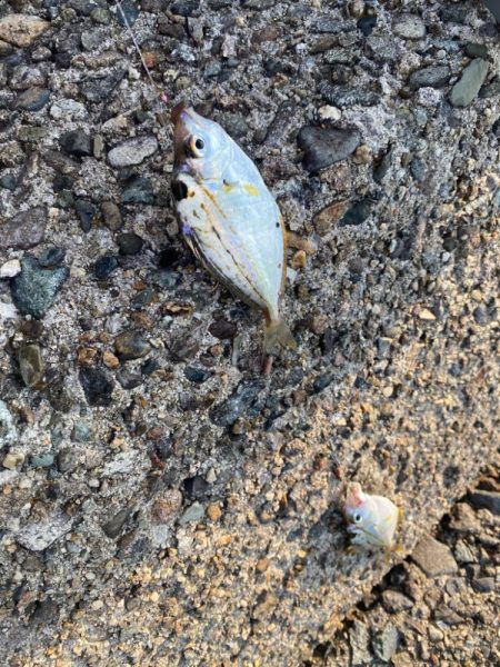 キス釣り　今年はアタリ年‼️