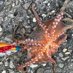 オクトパッシング12