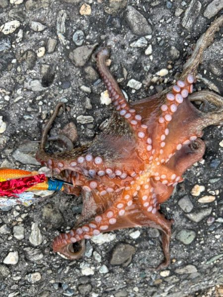 オクトパッシング12