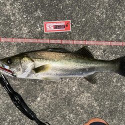 勝手にBlueBlueシバリしてみた！