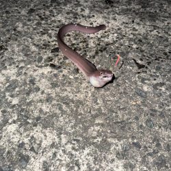 延岡新港夜釣り