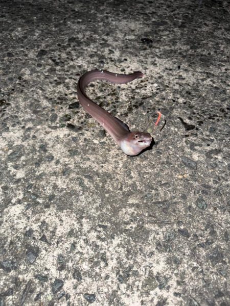 延岡新港夜釣り