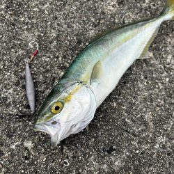 渋々ショアジギ