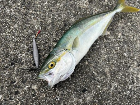 渋々ショアジギ