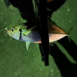 昨日とは大違い