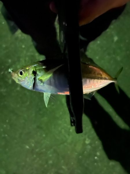 昨日とは大違い