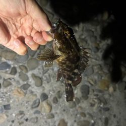 アオイソメちゃん