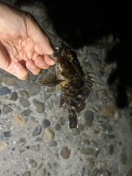 アオイソメちゃん