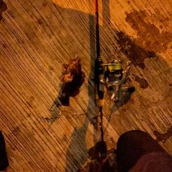 パターンつかめず　ガッシーくん