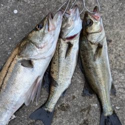 エビ撒きでハネ釣れました